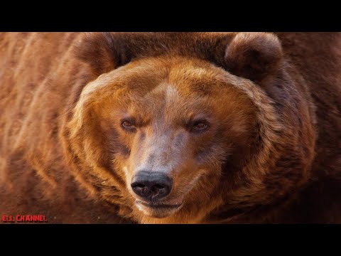 10 ყველაზე დიდი დათვი